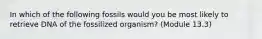 In which of the following fossils would you be most likely to retrieve DNA of the fossilized organism? (Module 13.3)