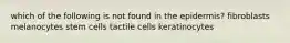 which of the following is not found in the epidermis? fibroblasts melanocytes stem cells tactile cells keratinocytes