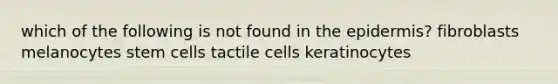 which of the following is not found in the epidermis? fibroblasts melanocytes stem cells tactile cells keratinocytes