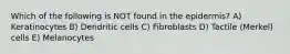 Which of the following is NOT found in the epidermis? A) Keratinocytes B) Dendritic cells C) Fibroblasts D) Tactile (Merkel) cells E) Melanocytes