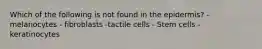 Which of the following is not found in the epidermis? - melanocytes - fibroblasts -tactile cells - Stem cells - keratinocytes