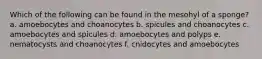 Which of the following can be found in the mesohyl of a sponge? a. amoebocytes and choanocytes b. spicules and choanocytes c. amoebocytes and spicules d. amoebocytes and polyps e. nematocysts and choanocytes f. cnidocytes and amoebocytes