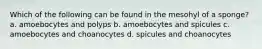 Which of the following can be found in the mesohyl of a sponge? a. amoebocytes and polyps b. amoebocytes and spicules c. amoebocytes and choanocytes d. spicules and choanocytes