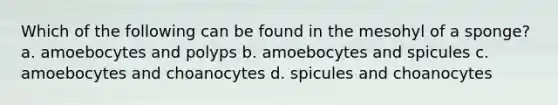 Which of the following can be found in the mesohyl of a sponge? a. amoebocytes and polyps b. amoebocytes and spicules c. amoebocytes and choanocytes d. spicules and choanocytes