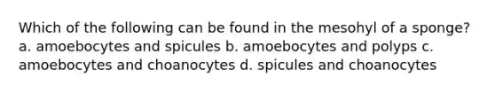 Which of the following can be found in the mesohyl of a sponge? a. amoebocytes and spicules b. amoebocytes and polyps c. amoebocytes and choanocytes d. spicules and choanocytes