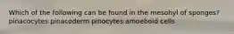 Which of the following can be found in the mesohyl of sponges? pinacocytes pinacoderm pinocytes amoeboid cells