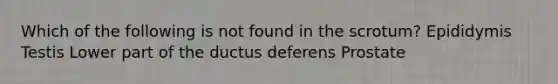 Which of the following is not found in the scrotum? Epididymis Testis Lower part of the ductus deferens Prostate