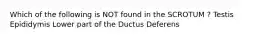 Which of the following is NOT found in the SCROTUM ? Testis Epididymis Lower part of the Ductus Deferens