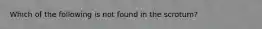 Which of the following is not found in the scrotum?