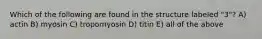 Which of the following are found in the structure labeled "3"? A) actin B) myosin C) tropomyosin D) titin E) all of the above