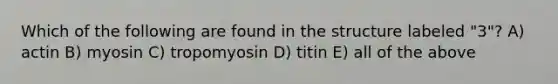 Which of the following are found in the structure labeled "3"? A) actin B) myosin C) tropomyosin D) titin E) all of the above