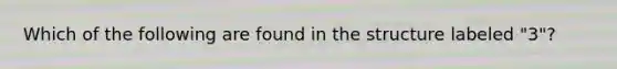 Which of the following are found in the structure labeled "3"?