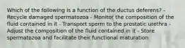 Which of the following is a function of the ductus deferens? - Recycle damaged spermatozoa - Monitor the composition of the fluid contained in it - Transport sperm to the prostatic urethra - Adjust the composition of the fluid contained in it - Store spermatozoa and facilitate their functional maturation