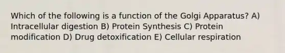 Which of the following is a function of the Golgi Apparatus? A) Intracellular digestion B) Protein Synthesis C) Protein modification D) Drug detoxification E) Cellular respiration