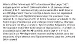 Which of the following is NOT a function of the Large T (LT) antigen protein in SV40 DNA replication A. LT protein shows intrinsic 3′ to 5′ helicase activity and unwinds the SV40 DNA in an ATP-dependent manner and Rp-A binds onto the separated single strands and Topoisomerases keep the unwound DNA relaxed B. In presence of ATP, LT forms hexamer and binds to the SV40 origin of replication and undergo conformational changes to denature the DNA strands C. Two LT protein hexamers bind on the opposite end of the SV40 origin of replication D. LT protein in association with DNA Pol � unwinds SV40 DNA in a 5′ to 3′ direction in an ATP-dependent manner and Rp-A binds onto the separated single strands and Topoisomerases keep the unwound DNA relaxed