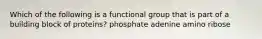 Which of the following is a functional group that is part of a building block of proteins? phosphate adenine amino ribose