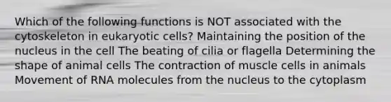 Which of the following functions is NOT associated with the cytoskeleton in <a href='https://www.questionai.com/knowledge/kb526cpm6R-eukaryotic-cells' class='anchor-knowledge'>eukaryotic cells</a>? Maintaining the position of the nucleus in the cell The beating of cilia or flagella Determining the shape of animal cells The contraction of muscle cells in animals Movement of RNA molecules from the nucleus to the cytoplasm