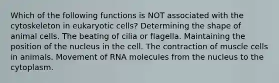 Which of the following functions is NOT associated with the cytoskeleton in eukaryotic cells? Determining the shape of animal cells. The beating of cilia or flagella. Maintaining the position of the nucleus in the cell. The contraction of muscle cells in animals. Movement of RNA molecules from the nucleus to the cytoplasm.