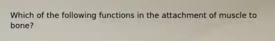 Which of the following functions in the attachment of muscle to bone?