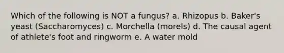 Which of the following is NOT a fungus? a. Rhizopus b. Baker's yeast (Saccharomyces) c. Morchella (morels) d. The causal agent of athlete's foot and ringworm e. A water mold