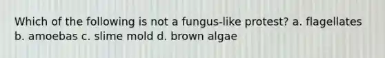 Which of the following is not a fungus-like protest? a. flagellates b. amoebas c. slime mold d. brown algae