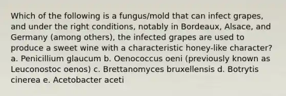 Which of the following is a fungus/mold that can infect grapes, and under the right conditions, notably in Bordeaux, Alsace, and Germany (among others), the infected grapes are used to produce a sweet wine with a characteristic honey-like character? a. Penicillium glaucum b. Oenococcus oeni (previously known as Leuconostoc oenos) c. Brettanomyces bruxellensis d. Botrytis cinerea e. Acetobacter aceti