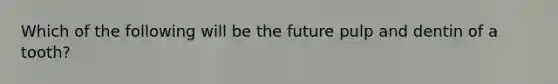 Which of the following will be the future pulp and dentin of a tooth?