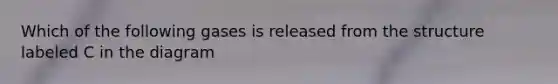 Which of the following gases is released from the structure labeled C in the diagram