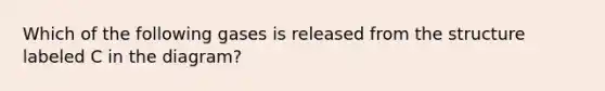 Which of the following gases is released from the structure labeled C in the diagram?