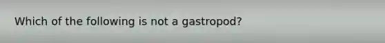 Which of the following is not a gastropod?