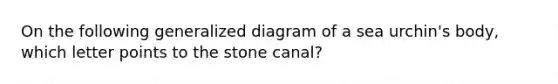 On the following generalized diagram of a sea urchin's body, which letter points to the stone canal?