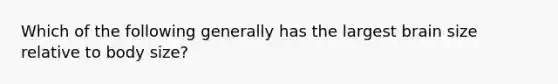 Which of the following generally has the largest brain size relative to body size?