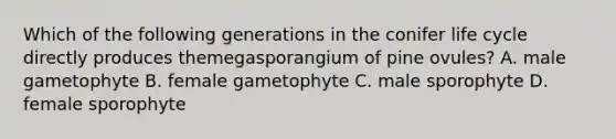 Which of the following generations in the conifer life cycle directly produces themegasporangium of pine ovules? A. male gametophyte B. female gametophyte C. male sporophyte D. female sporophyte