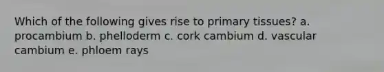Which of the following gives rise to primary tissues? a. procambium b. phelloderm c. cork cambium d. vascular cambium e. phloem rays