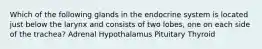 Which of the following glands in the endocrine system is located just below the larynx and consists of two lobes, one on each side of the trachea? Adrenal Hypothalamus Pituitary Thyroid