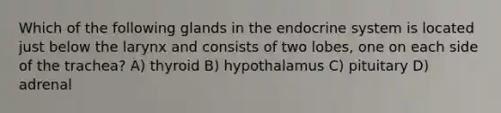 Which of the following glands in the endocrine system is located just below the larynx and consists of two lobes, one on each side of the trachea? A) thyroid B) hypothalamus C) pituitary D) adrenal