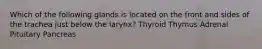 Which of the following glands is located on the front and sides of the trachea just below the larynx? Thyroid Thymus Adrenal Pituitary Pancreas