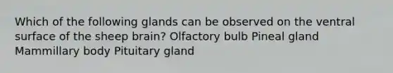 Which of the following glands can be observed on the ventral surface of the sheep brain? Olfactory bulb Pineal gland Mammillary body Pituitary gland