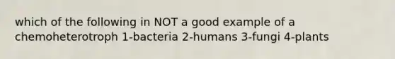 which of the following in NOT a good example of a chemoheterotroph 1-bacteria 2-humans 3-fungi 4-plants