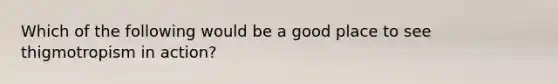 Which of the following would be a good place to see thigmotropism in action?