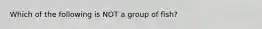 Which of the following is NOT a group of fish?