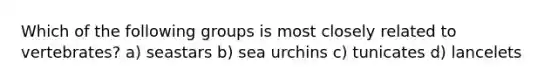 Which of the following groups is most closely related to vertebrates? a) seastars b) sea urchins c) tunicates d) lancelets