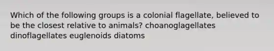 Which of the following groups is a colonial flagellate, believed to be the closest relative to animals? choanoglagellates dinoflagellates euglenoids diatoms