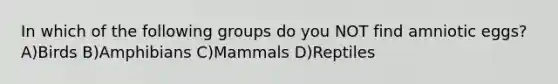 In which of the following groups do you NOT find amniotic eggs? A)Birds B)Amphibians C)Mammals D)Reptiles