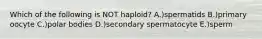 Which of the following is NOT haploid? A.)spermatids B.)primary oocyte C.)polar bodies D.)secondary spermatocyte E.)sperm