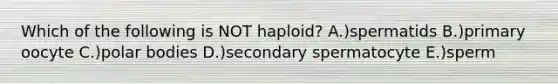 Which of the following is NOT haploid? A.)spermatids B.)primary oocyte C.)polar bodies D.)secondary spermatocyte E.)sperm