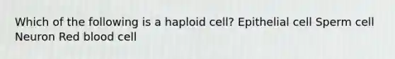 Which of the following is a haploid cell? Epithelial cell Sperm cell Neuron Red blood cell