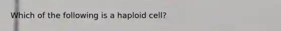 Which of the following is a haploid cell?