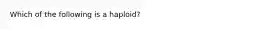 Which of the following is a haploid?