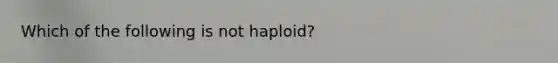 Which of the following is not haploid?